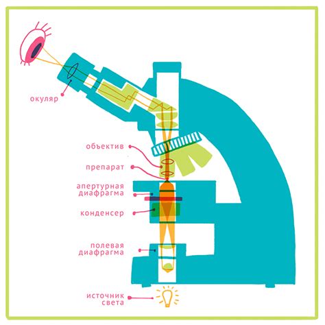 Принцип работы оптического микроскопа
