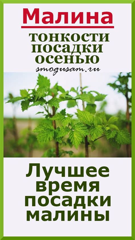 Приобретение саженцев: где и как лучше осуществить