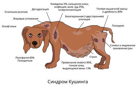 Причины возникновения шумов, происходящих от действий собак собственников в их окружении