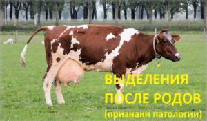 Причины и признаки нерепродуктивности у коровы 