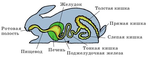 Причины превращения кролика в агрессора