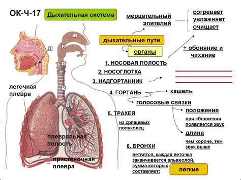 Причины формирования патологических изменений в органах дыхательной системы