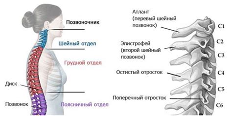 Проблема коричневой извиваются шейного участка позвоночника: описание и классификация