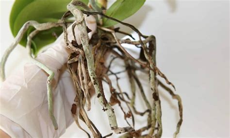 Проблема отсутствия корней у орхидеи: причины и последствия