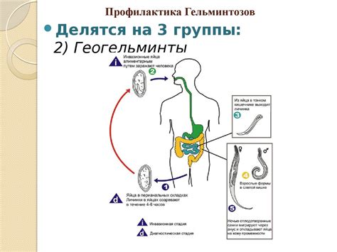 Профилактика гельминтозов с использованием народных методов