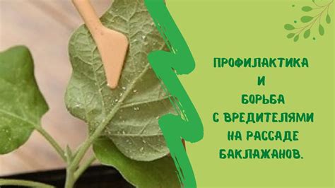 Профилактика и борьба со вредителями купены