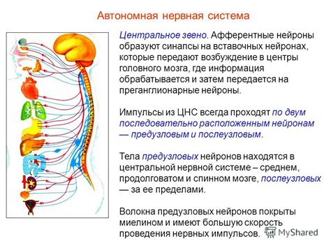 Профилактика нарушений функционирования автономной нервной системы