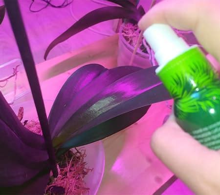 Профилактические средства для защиты орхидей от вредных организмов