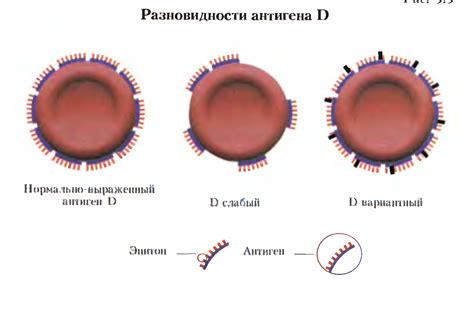 Процесс нейтрализации антигенов резус-фактора иммуноглобулином