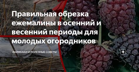 Процесс обновления ежемалины в осеннее время