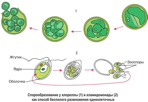 Процесс спорообразования у мохов