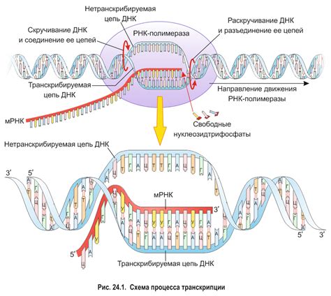 Процесс транскрипции: создание РНК на основе ДНК