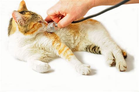 Проявление почечной недостаточности у котов: симптомы и характерные признаки
