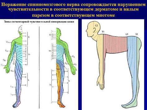 Психологические последствия повреждения центральной нервной системы