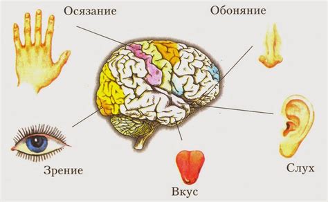 Пять пальцев и пять чувств: взаимосвязь с физиологией человека