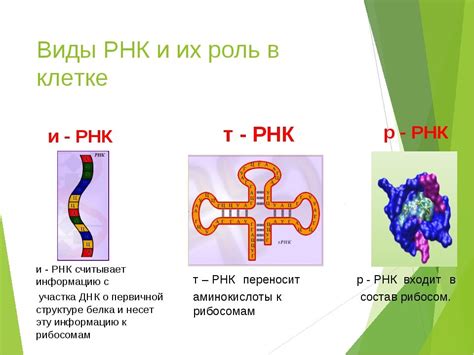 РНК: многообразие разновидностей и их важность в биологических процессах