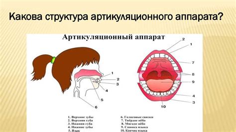 Развитие артикуляционного аппарата: формирование навыков произношения