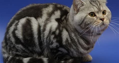 Развитие умственных и физических способностей в британских кошках джазарго