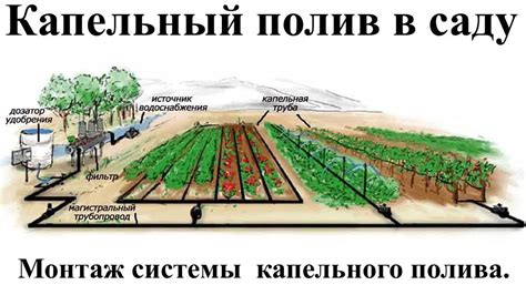 Раздел: Проблемы с поливом растения