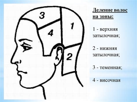 Разделение волос на зоны перед укладкой