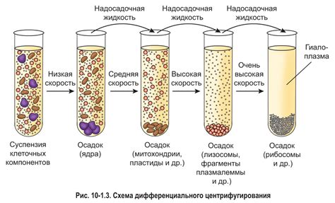 Разделение фракций сгущенных компонентов