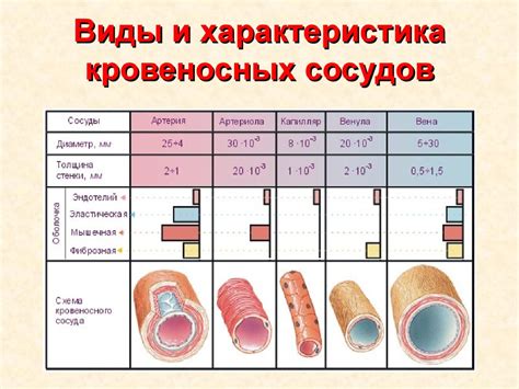 Раздел статьи: Что такое порок раскрытия кровеносных сосудов?