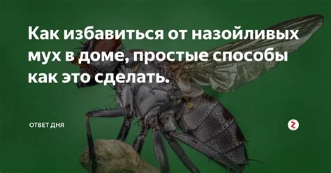 Раздел 1: Как избавиться от назойливых плотоядных гастроподов в водной среде