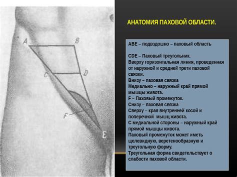 Раздробление анатомической соединительной структуры в области паха: причины, клинические проявления, последствия