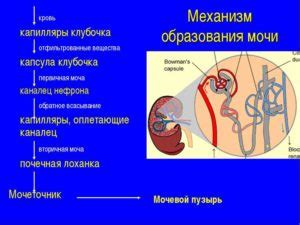 Различные нарушения выведения мочи и способы их коррекции