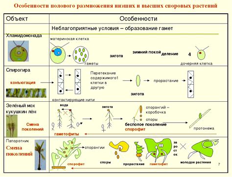 Размножение и развитие растений с защитным покрытием семени