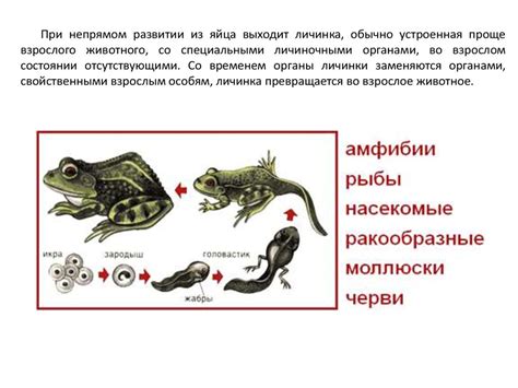 Размножение и развитие тилапии: ключевые аспекты