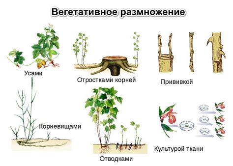 Размножение растений: разнообразие способов продолжения жизни в растительном мире