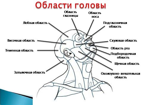 Размышления о сновидениях, связанных с поимкой паразитов в области головы