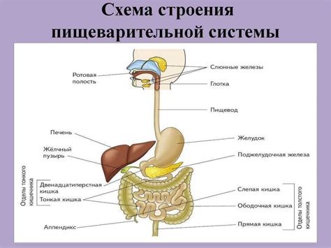 Разнообразие продуктов для поддержания нормальной работы пищеварительной системы