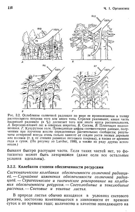 Разрушение растительного покрова