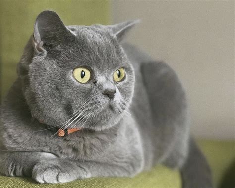 Распознавание индивидуальных черт британской породы кошек