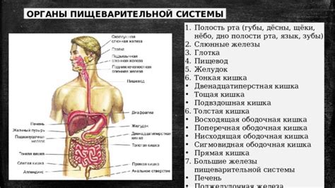 Расстройство функционирования пищеварительной системы
