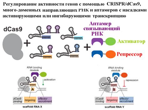 Регулирование активности генов с помощью ядерной платформы