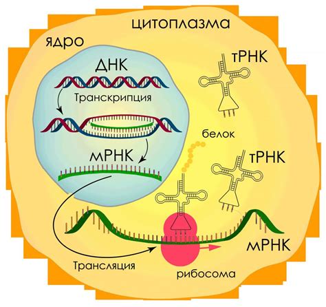 Рибозомная РНК и транспортная РНК: ключевые игроки в биосинтезе белка