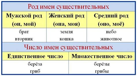 Род и число: обозначение характеристик существительных