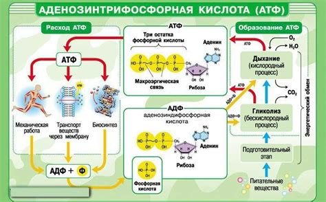 Роль Рибонуклеиновой кислоты в клеточных процессах