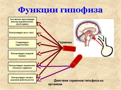 Роль Т4 в функционировании организма и возможные причины снижения его уровня