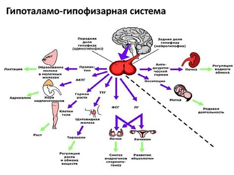 Роль адреналов и их гормонов в организме