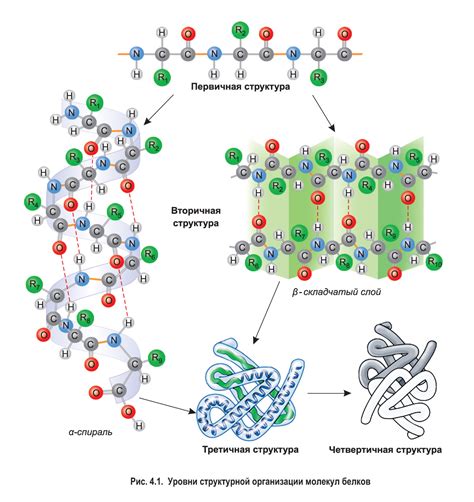 Роль аминокислотного состава в формировании вторичной структуры белков