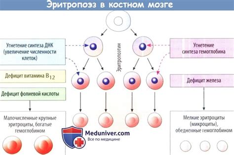 Роль витамина В12 и фолиевой кислоты в процессе формирования эритроцитов