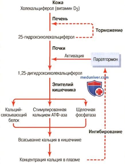 Роль витамина D в процессе усвоения кальция организмом