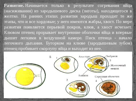 Роль витамина D в процессе формирования оболочки яйца у птиц