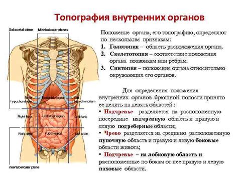 Роль внутренних органов в зоне левого подреберья у женщин