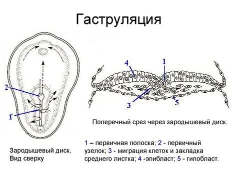 Роль гензеновского узелка в межклеточных связях растений