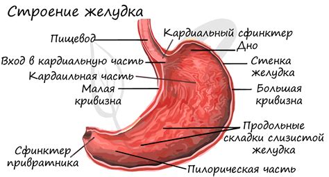 Роль главных клеток желудка